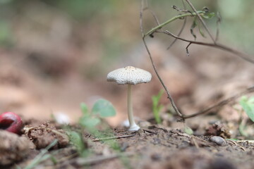 Beautiful Mushroom - close up look