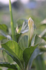 Beautiful close up flower