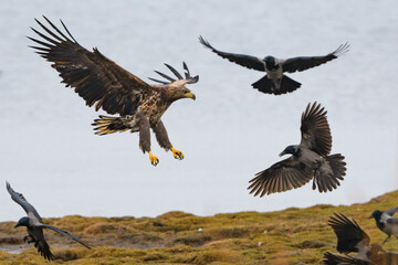 White-tailed eagle and hooded crows