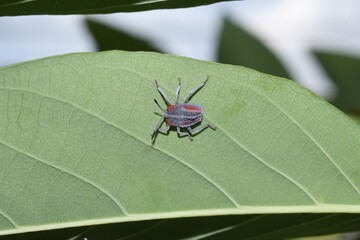 sting insect