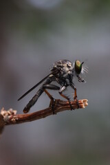 Rubber Fly on a dead tree branch