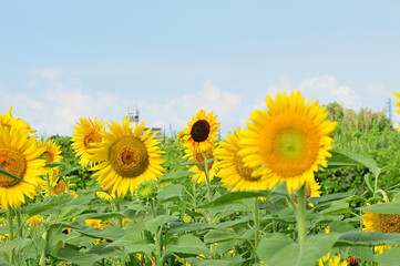 We have a large sunflower field in the countryside