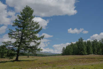 Obraz premium forest in the mountains