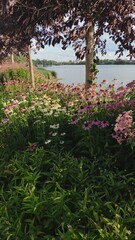 Obraz premium flowers in the garden
