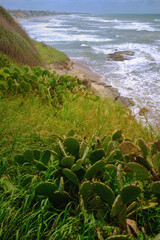Green vegetation and plants on a cliff in front of sea waves