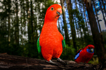 Australian King Parrot standing tall and proud