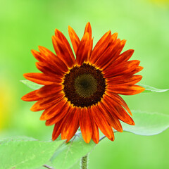 I want to go to a sunflower field to take some nice photos
