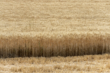 Fototapeta premium Full length of a gold wheat field