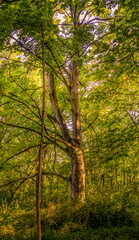 forest in the morning