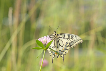 Swallowtail butterfly (Papilio machaon) on a clover blossom. Ventral view.