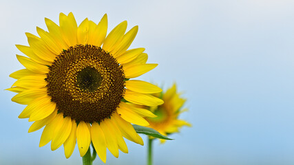 We have a large sunflower field in the countryside