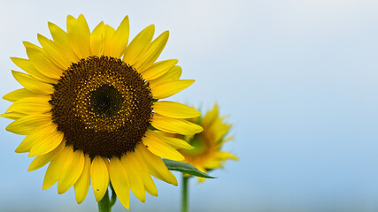 We have a large sunflower field in the countryside