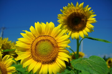 I want to go to a sunflower field to take some nice photos