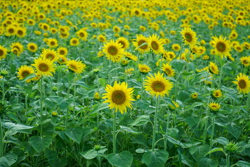 We have a large sunflower field in the countryside