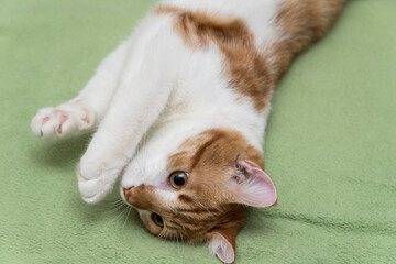 On the bed, on a green blanket, upside down, lies a red and white cat.Soft focus. close up.