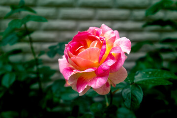 Pink rose in the garden. Growing roses in the yard