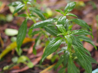 King of bitters Andrographis paniculata Burm, Wall. Ex Nees, Fah Talai jhon, Thai herbs relieve...