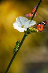 Two butterflies (monarch butterfly or Danaus plexippus soft focus and Plain Tiger or Danaus chrysippus focus) and one caterpillar with white blossom flower to get morning meal.
