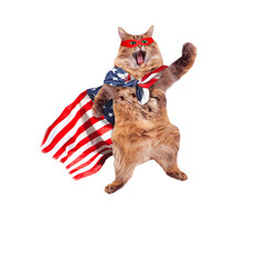 The big shaggy cat with USA flag. Charity concept