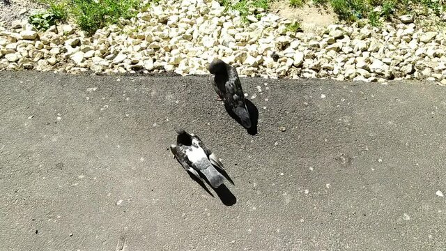 gray pigeons in the park in summer at daytime