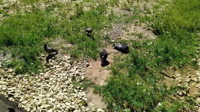 gray pigeons in the park in summer at daytime