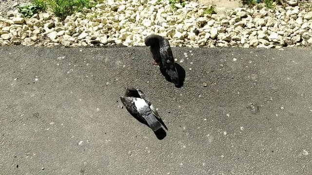 gray pigeons in the park in summer at daytime