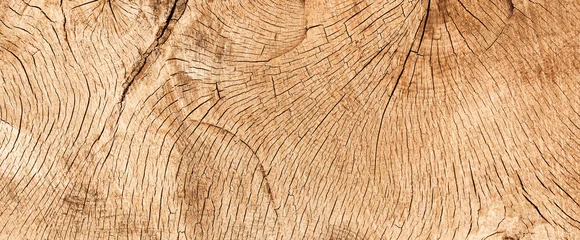 Foto op Plexiglas wood texture banner- cross section of an old oak © jd-photodesign