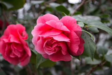 Camellia flower blooming on the springtime in park