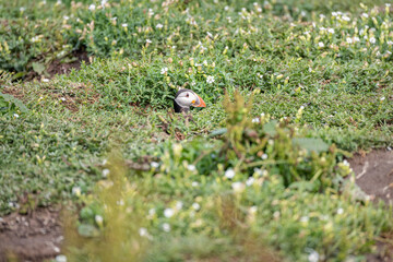 Puffin peaking out of nest Inner Farne  in the Farne Islands, Northumberland, England