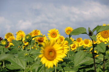 We have a large sunflower field in the countryside