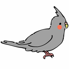 灰色のオカメインコ　横