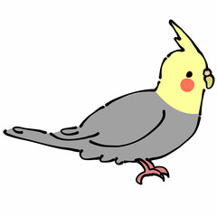 灰色と黄色のオカメインコ　横