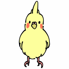 黄色のオカメインコ　正面