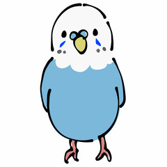 青いセキセイインコ　正面