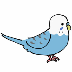 青いセキセイインコ　横
