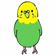 緑と黄色のセキセイインコ　正面