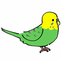 緑と黄色のセキセイインコ　横