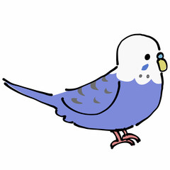 紫のセキセイインコ　横