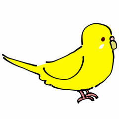 黄色のセキセイインコ　横