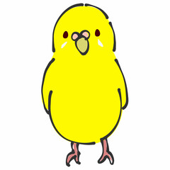 黄色のセキセイインコ　正面