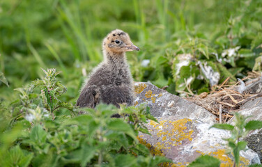 Naklejka na ściany i meble Black Headed Gull Chick on the Farne Islands, Northumberland