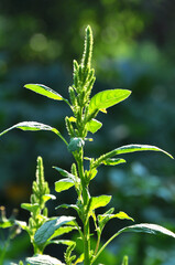 In nature, as a weed grows common amaranthus