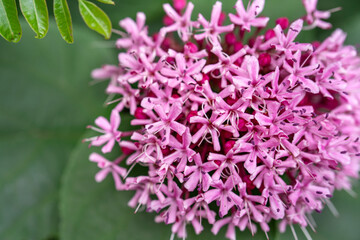 ボタンクサギ/牡丹臭木/ヒマラヤクサギ/ベニバナグサギ の花 /glory-flower , Mexican hydrangea , rose glorybower