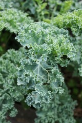 close up of a green leaf