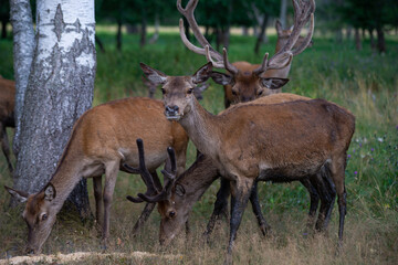 pack of deers eating and looking up at me while I was taking a picture