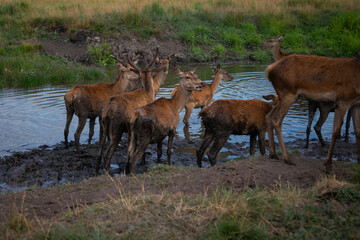 Naklejka na ściany i meble The deer family cools in the water in the summer heat.