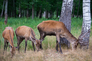Naklejka na ściany i meble deer with young deer eats grass in the forest on a sunny summer day.