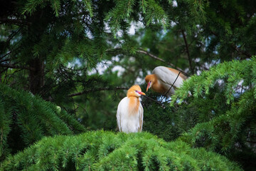A cattle egret (bubulcus ibis) sitting on the branch of a tree.	
