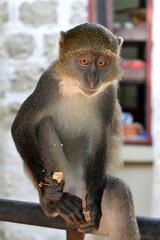 Sykes African Monkeys