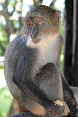 Sykes African Monkeys